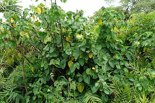 Kava Shrub