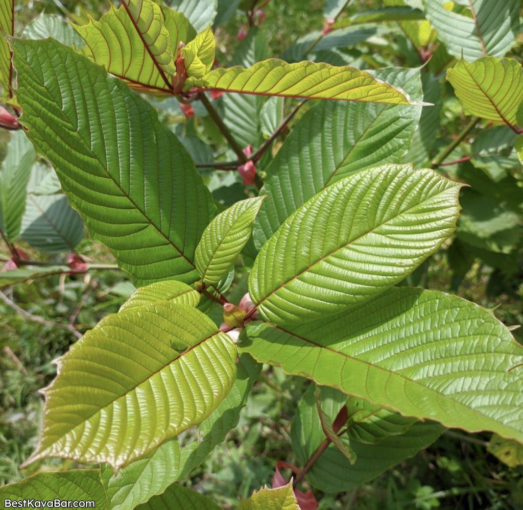 kratom leaf